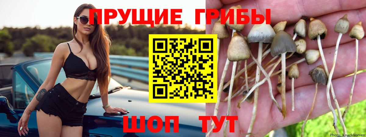 Псилоцибиновые грибы Cubensis  закладка  Ставрополь  Вход с VPN 